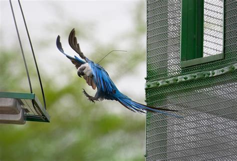 Spix's Macaw returns to wild - BirdGuides