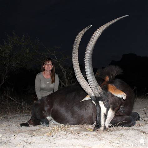 Common Sable....My New Favorite Among the African Antelope ...