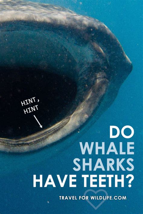 Do Whale Sharks Have Teeth? - Travel For Wildlife