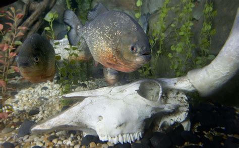 Red Bellied Piranha Habitat