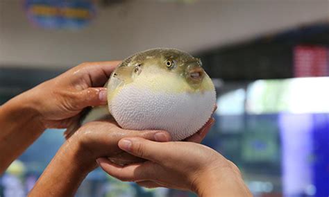 Breeding industry of puffer fish help develop tourism in Jiangsu ...