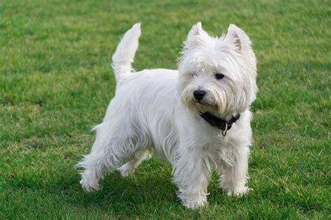 West Highland White Terrier (Westie) | zooplus Hundemagazin