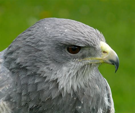 Grey Eagle Buzzard | Thirsk Bird of Prey Centre | Elaine Haworth | Flickr