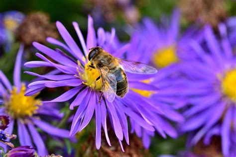 Asters Varieties And Hybrids - Pick Your Favorites