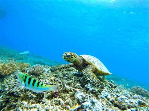 Sea Turtle Habitat - Sea Turtle Facts and Information