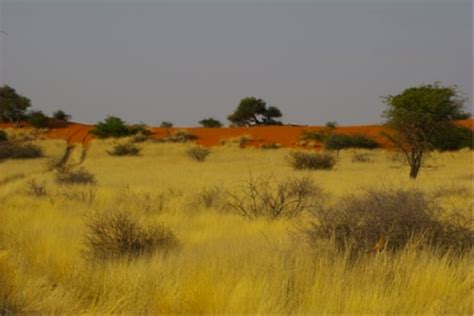 Location and Climate - The Kalahari Desert