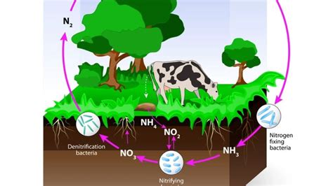 Beneficial Bacteria for Plants: See how they support Plants