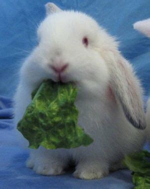 House Rabbit Diet