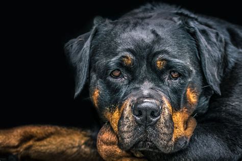 Rottweiler Wallpaperxz - Rottweiler Wallpaper Full Hd is hd wallpapers ...