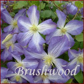 Clematis Jenny | Brushwood Nursery, Clematis Specialists