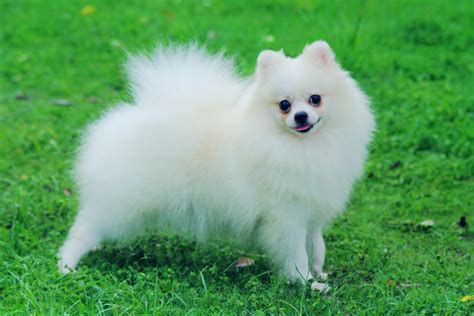 Pomeranian - Puppies, Rescue, Pictures, Information, Temperament ...