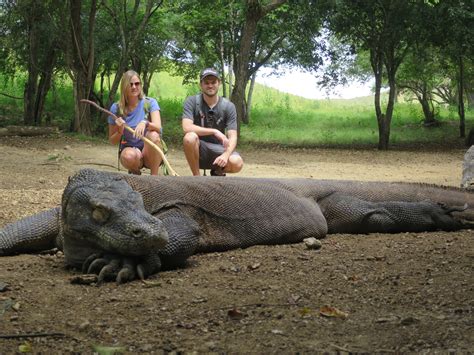 Komodo Dragons in the Wild - An Adventure in Indonesia — CatCoq