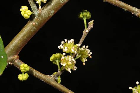 Streblus asper (Moraceae) image 96935 at PhytoImages.siu.edu