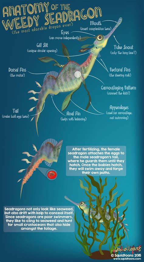 Anatomy of the Weedy Seadragon (Phyllopteryx taeniolatus) aka the ...