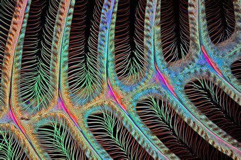 Nikon Small World Contest: See the Best Microscopic Photos | TIME