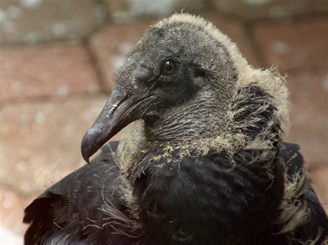 Black Vulture - Egg to Fledgling - DFW Urban Wildlife