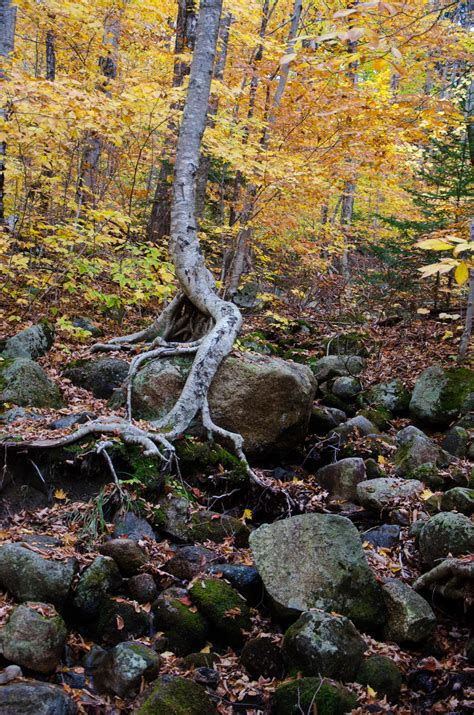 White Mountains Fall Foliage 249 by FairieGoodMother on DeviantArt