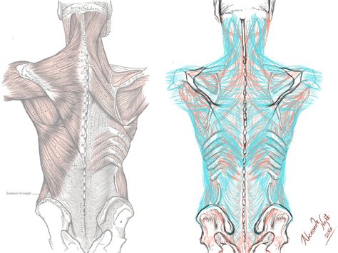 Myofascial Anatomy Weekend Intensive | Freely Human