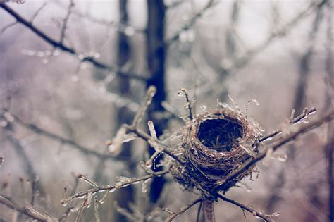 Empty Nest Photos, Download The BEST Free Empty Nest Stock Photos & HD ...