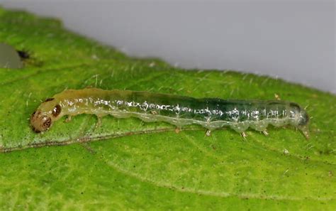 Leaf Roller caterpillar on Wood Nettle - BugGuide.Net