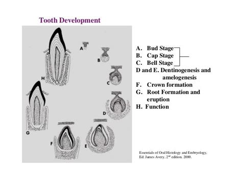 Stages Of Tooth Development - cloudshareinfo