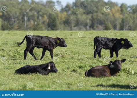 Red Angus Cow With Calves Stock Photography | CartoonDealer.com #31256012