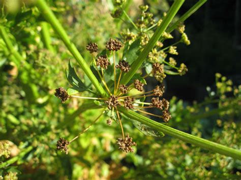 YouTube: Saving Celery & Dill Seeds - Gardenerd