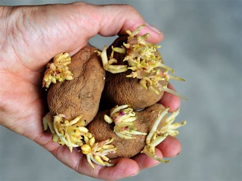 Sprouting Potatoes - Are They Safe to Eat? - Northern Nester