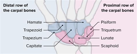 Carpal Bones With Hand Palm Skeletal Structure And Anatomy Outline ...