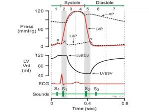 Basic Physiology and Approach to Heart Sounds | Learn Pediatrics