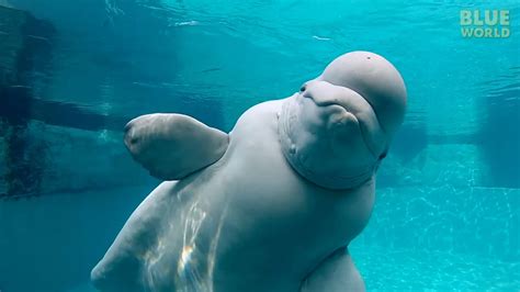 Beluga Whale Images