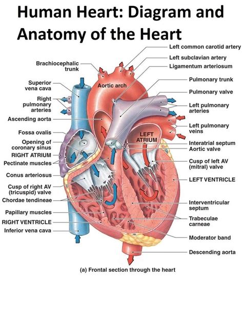 the human heart diagram and anatomy of the heart