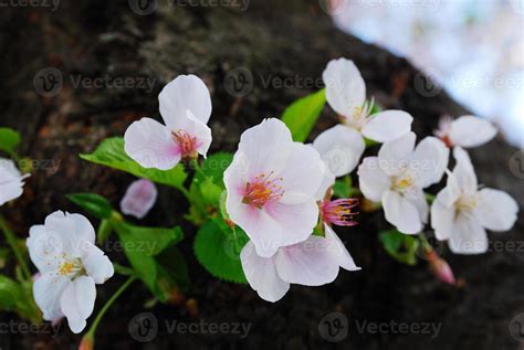 Cherry blossom view 8409150 Stock Photo at Vecteezy