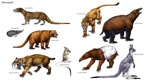 Mammal Like Marsupials | Animales extintos | Pinterest | Dinosaur ...