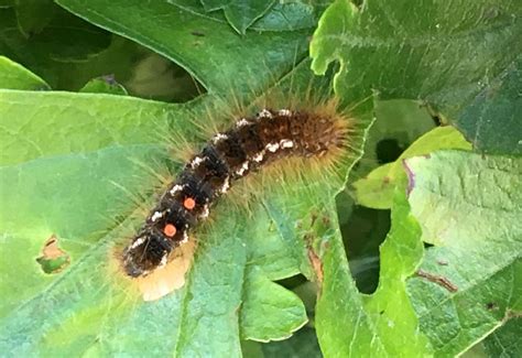 Toxic brown-tail moth caterpillars found on A28 outside Canterbury