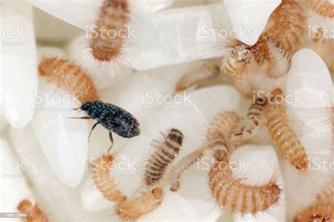 Larvae And Beetle Of Khapra Beetle On Rice Grains Dermestidae Family ...