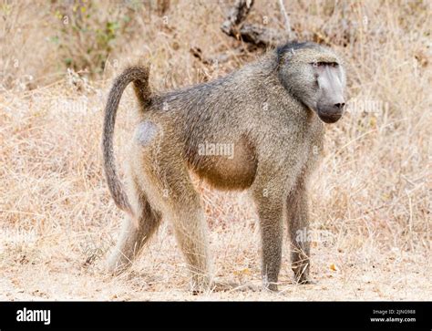 Chacma Baboon in his habitat with copy space, South Africa, wildlife ...