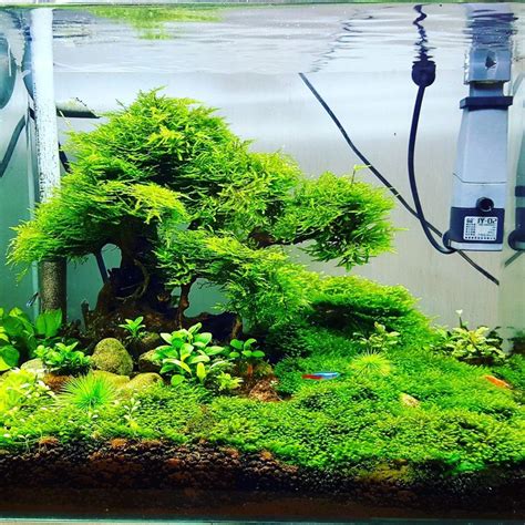 Freshwater Fish Tank Ideas | Aquascape Inspiration in 2020 | Fresh ...