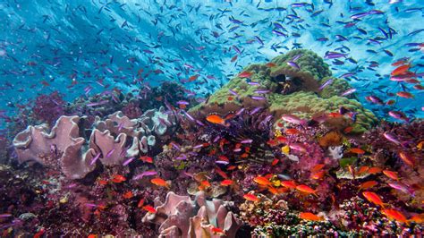 Rediscovering Fiji’s Coral Reefs - Coral Reef Alliance