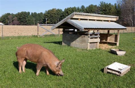 Free Range Tamworth Pig Farm Stock Photo - Image of pigpen, tamworth ...