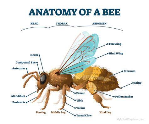 Bee Anatomy: Parts of a Honey Bee Explained with Diagram