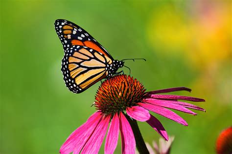 Colorful Butterfly Wings