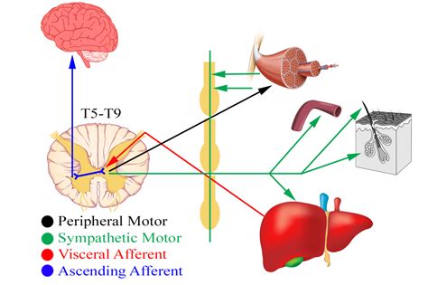 Visceral Somatic Reflex