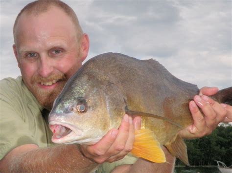 The Adventures and Musing of Drew Price, Angler: Tale of the Teeth