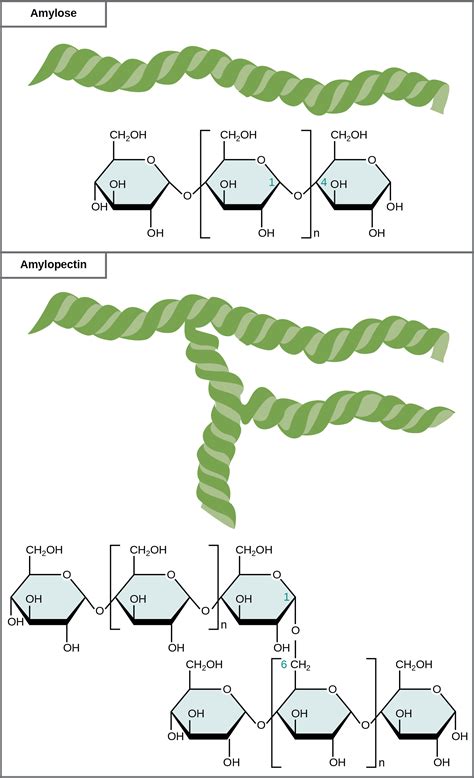 Carbohydrates | OpenStax Biology 2e