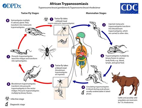 CDC - DPDx - Trypanosomiasis, African