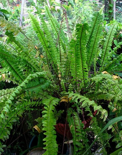 Nephrolepis exaltata (Bostonfern, Boston Fern, Dwarf Feather Palm ...