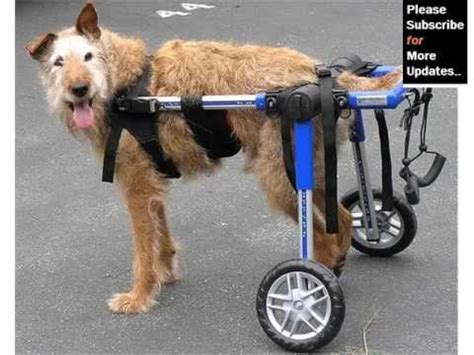 Dog Wheelchair Set Of Pictures And Ideas - Dog Accessories & Products ...