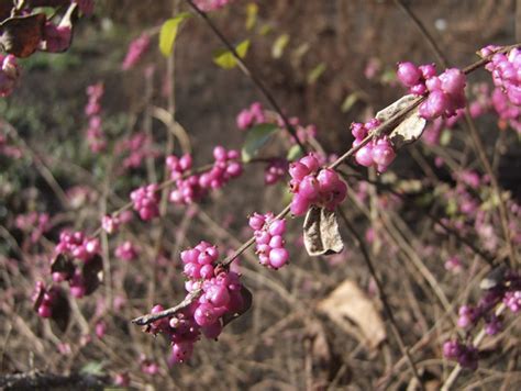 symphoricarpos orbiculatus | Symphoricarpos orbiculatus has … | Flickr