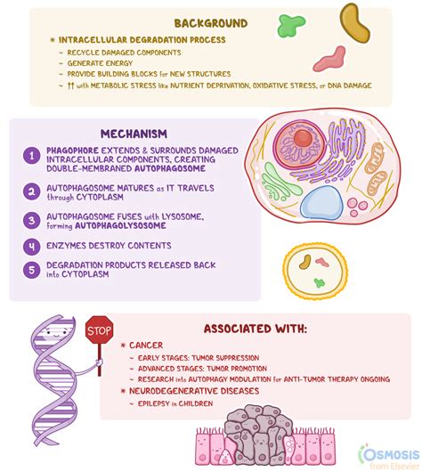 Autophagy: What Is It, Health Benefits, Role in Cancer, and More | Osmosis